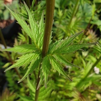 Valeriana officinalis